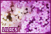  Lilacs