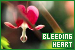  Nature: Plants/Flowers/Herbs - Bleeding Heart