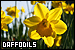 Plants/Flowers/Herbs - Daffodils