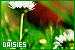  Plants/Flowers/Herbs - Daisies