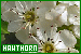  Plants/Flowers/Herbs - Hawthorn