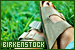  Brands - Birkenstock