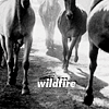 wildfire